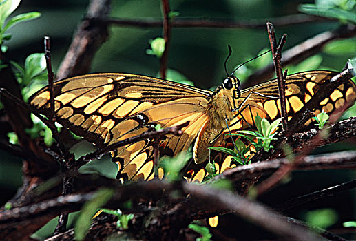 凤蝶,灌木,不列颠哥伦比亚省,加拿大