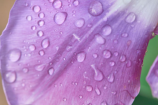 紫色花瓣水滴特写