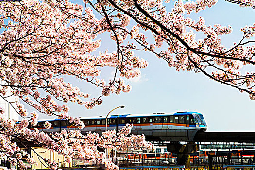 樱桃树,单轨铁路
