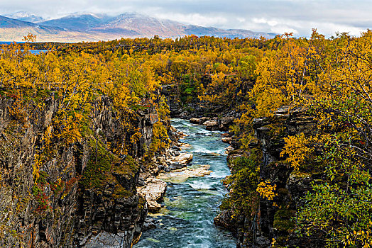 秋天,峡谷,河,国家公园,拉普兰,瑞典,欧洲