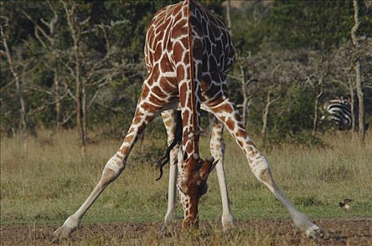 长颈鹿,喝,萨布鲁国家公园,肯尼亚,非洲