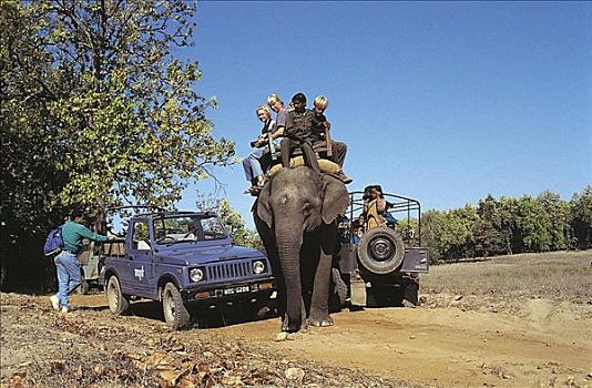 变化,吉普车,背影,训练,大象,哺乳动物,象属,游客,旅游,班德哈维夫国家公园,中央邦,印度,亚洲,探险,假日,动物