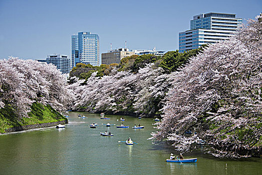 日本,东京,樱花,市区