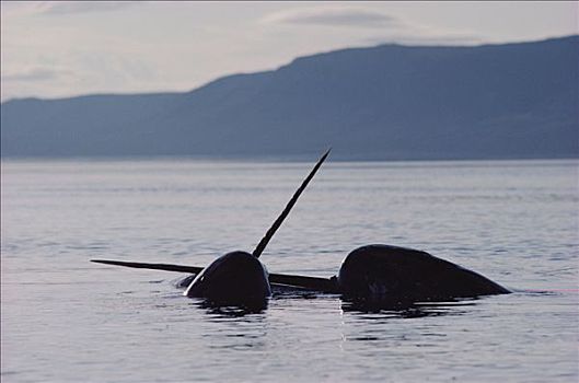 独角鲸,一角鲸,两个男人,争斗,巴芬岛,加拿大