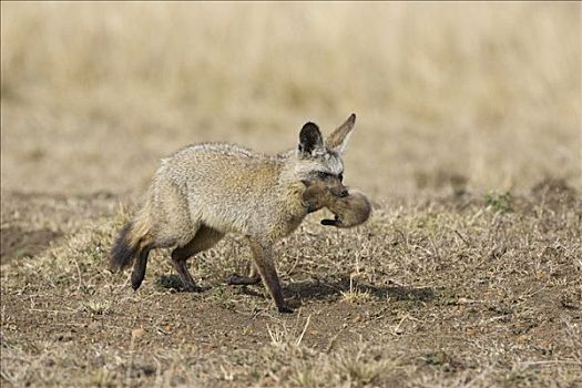 大耳狐,父母,移动,白天,老,幼仔,马赛马拉国家保护区,肯尼亚