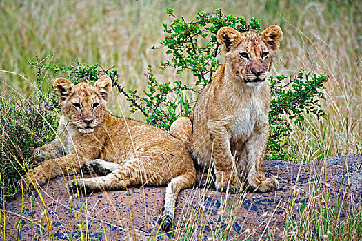 一对,幼狮,岩石上,狮子,马赛马拉,肯尼亚