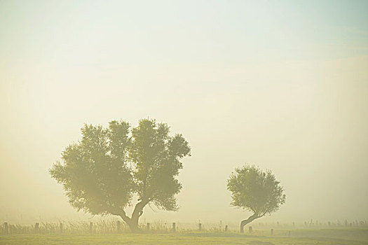 两个,树,早晨,雾气,下莱茵,区域,北莱茵威斯特伐利亚,德国,欧洲