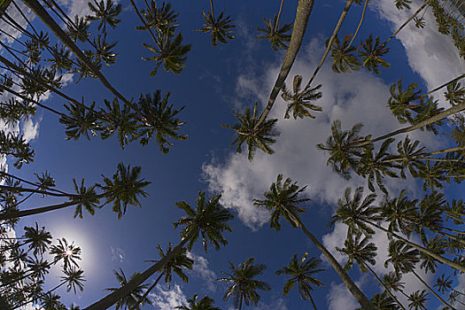 仰视,棕榈树,考艾岛,夏威夷,美国