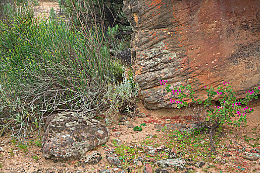 花,古老,石头,西海角,省,南非