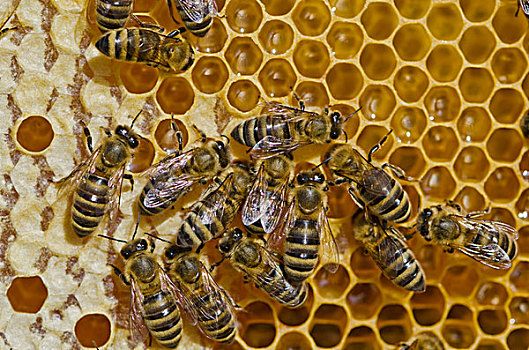 蜜蜂,遮盖,蜂窝,蜂蜜,巴伐利亚,德国,欧洲