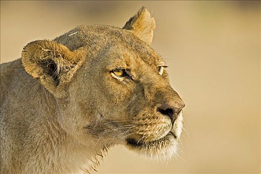 雌狮,狮子,肖像,萨维提,乔贝国家公园,博茨瓦纳,非洲