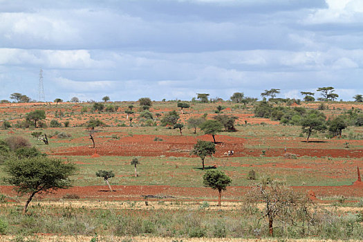 地点,草地,埃塞俄比亚
