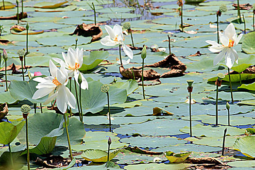 水塘,水,卧,国家公园,斯里兰卡