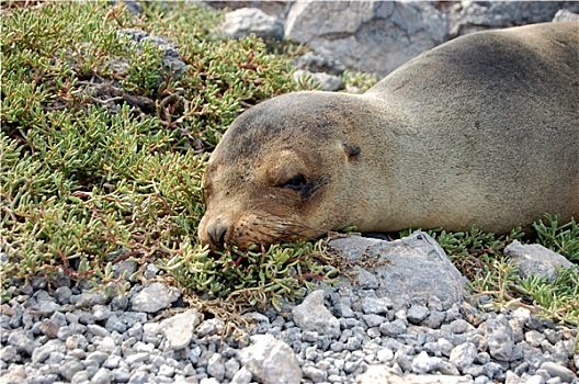 海狮,打瞌睡,岸边,加拉帕格斯群岛