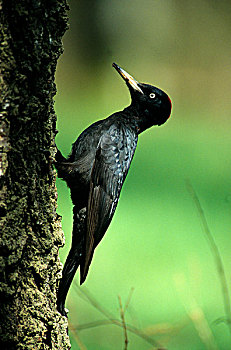 黑啄木鸟,雌性,树干