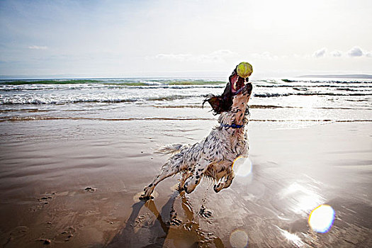 狗,抓住,网球,海滩