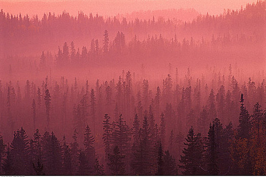针叶林,雾,靠近,王子,不列颠哥伦比亚省,加拿大