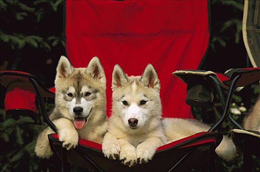 西伯利亚,哈士奇犬,狗,两个,小狗,休息,一起,椅子