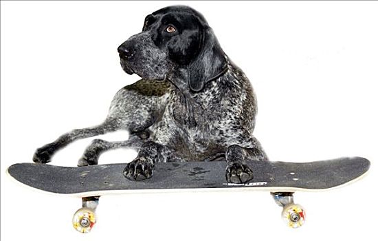 德国短毛指示犬,躺着,滑板