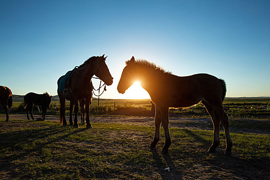 日落,草原上,马匹