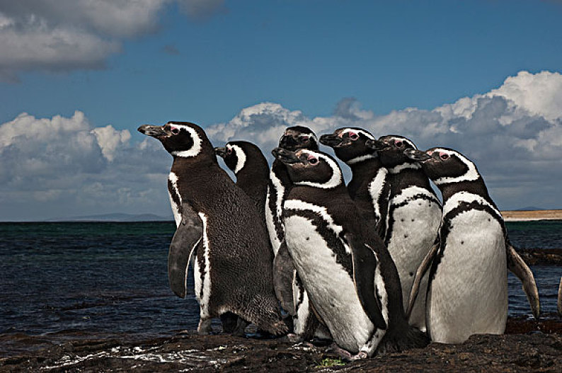 麦哲伦企鹅,小蓝企鹅,群,岛屿,福克兰群岛