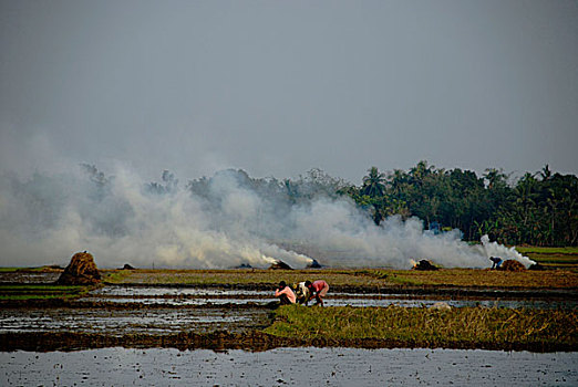 农民,燃烧,杂草,地点,丰收,库尔纳市,孟加拉,一月,2008年