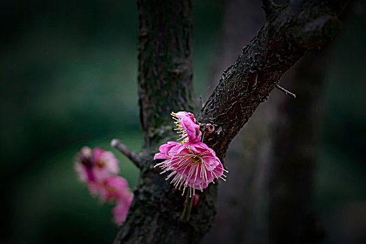 梅花怒放,春梅绽放