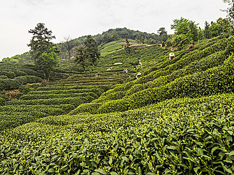 龙坞茶园