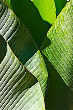 棕榈树,叶子,鲣,国家公园,洪都拉斯