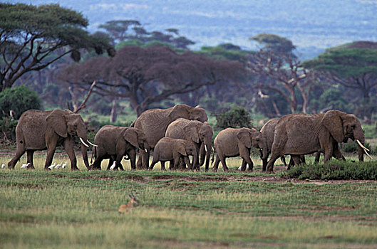 非洲,肯尼亚,安伯塞利国家公园,非洲象