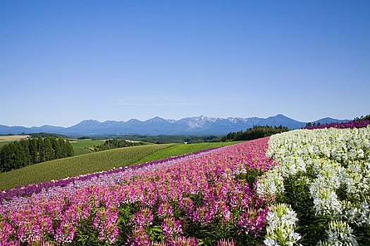 彩色,花坛,山