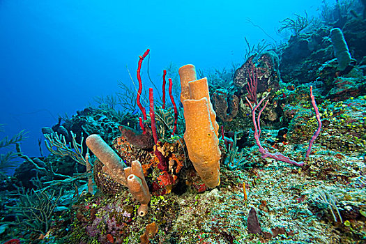 质朴,礁石,红色,绳索,分岔,花瓶,海绵,北方,海湾群岛,洪都拉斯,中美洲