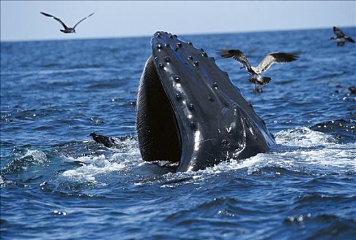 驼背鲸,大翅鲸属,鲸鱼,进食,蒙特里,加利福尼亚