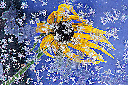 霜,窗户,正面,花,不列颠哥伦比亚省,加拿大