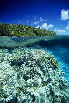 密克罗尼西亚,硬珊瑚,礁石,蚂蚁,环礁