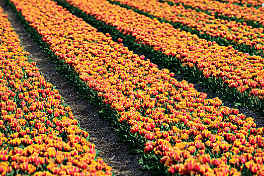 花,地点,郁金香,靠近,阿克马镇,荷兰,北荷兰