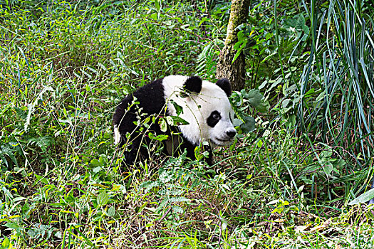 大熊猫,2岁,中国,研究中心,成都,四川,亚洲