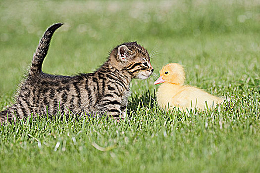 小猫,小鸭子,草地