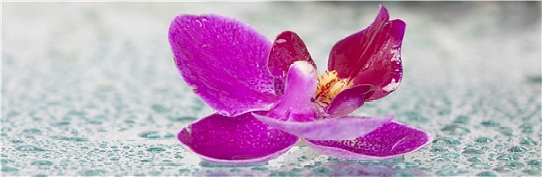 紫色,兰花,水滴