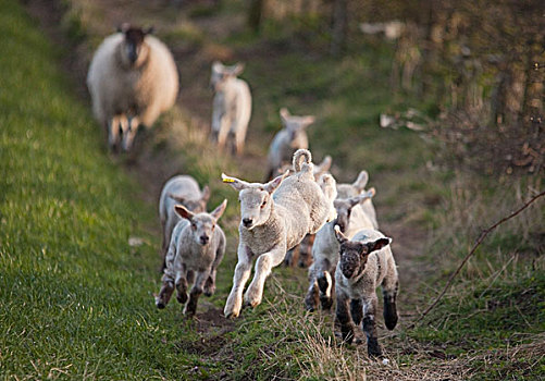 诺森伯兰郡,英格兰,羊羔,绵羊,跑,后面