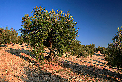 西班牙,安达卢西亚,橄榄树,种植园