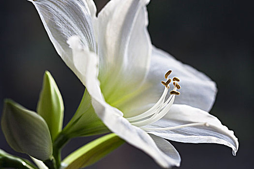 特写,百合,花瓣