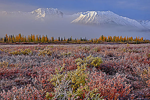 北美,美国,阿拉斯加,德纳里峰国家公园,阿拉斯加山脉,苔原,蓝莓,灌木