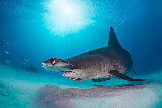 槌头双髻鲨,巴哈马,中美洲