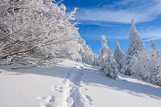 雪,冬季风景,雪鞋,痕迹,黑森林,布赖施高,巴登符腾堡,德国