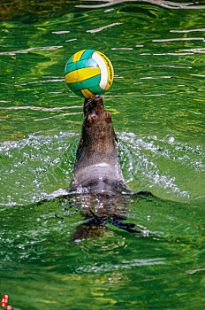表演急速潜泳中冲出水面瞬间嘴顶球,的海狮,01