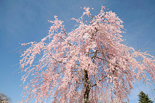 櫻花