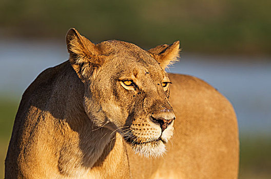 狮子,雌性,夜光,乔贝国家公园,博茨瓦纳,非洲