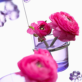 粉色,毛茛属植物,紫色,花瓶