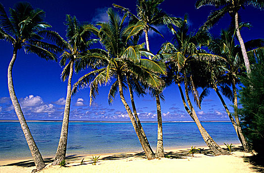 棕榈树,排列,海滩,库克群岛